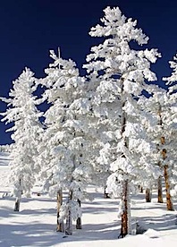 Snowy-Trees.jpg